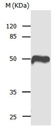 CASP1 Antibody