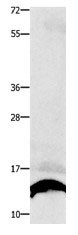 COX5B Antibody