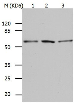 BAG5 Antibody