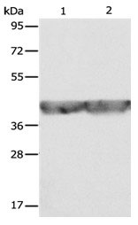 ALDOA Antibody