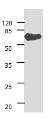 ANGPTL3 Antibody