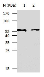 KRT5 Antibody