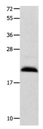 FGF12 Antibody