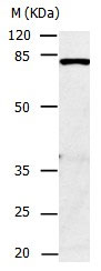 CAPN1 Antibody