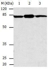 CAPN2 Antibody