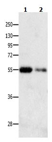 CAMK1G Antibody