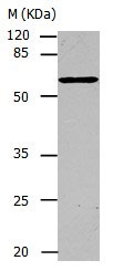 CAP1 Antibody