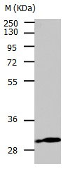 CA3 Antibody