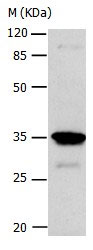 CA4 Antibody