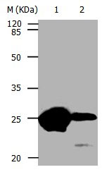 CBX5 Antibody