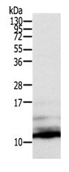 CCL13 Antibody