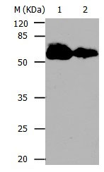 CDC20 Antibody