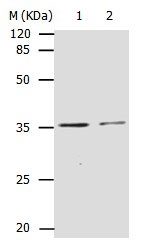 CDK4 Antibody