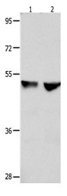 CDK9 Antibody