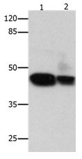 CSNK2A1 Antibody