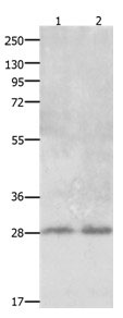 CLEC1A Antibody