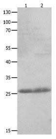 CLEC4D Antibody