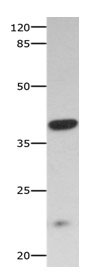 CNTFR Antibody