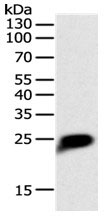 CRP Antibody