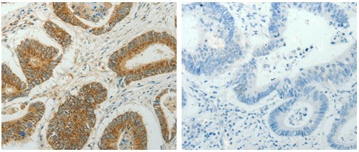 CCND1 Antibody