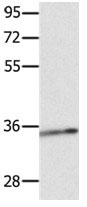 CCND1 Antibody