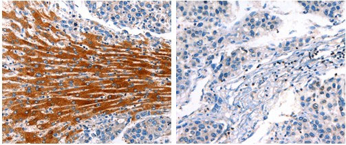 CYP1A1 Antibody