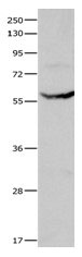 CYP1A1 Antibody