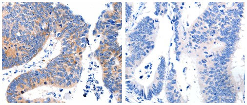 DAP3 Antibody