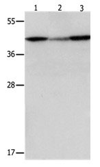 DAP3 Antibody