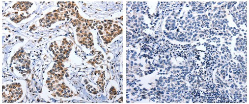 DOK3 Antibody