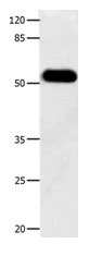 DOK3 Antibody