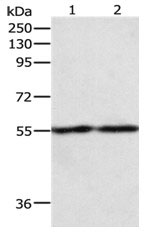 EGR1 Antibody