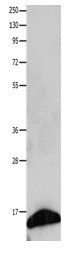 FABP7 Antibody