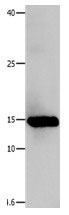 LGALS1 Antibody