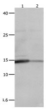 LGALS2 Antibody