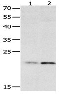 HMGB4 Antibody