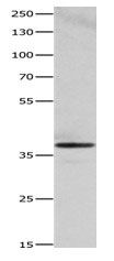 HMOX2 Antibody