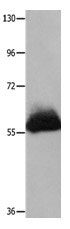 HPSE Antibody