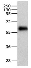 HSF2 Antibody