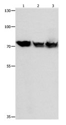 TRAP1 Antibody