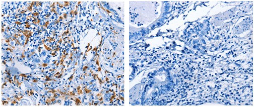 AIF1 Antibody