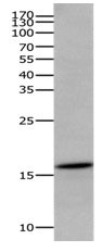 AIF1 Antibody