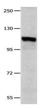 IDE Antibody