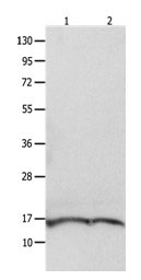 ITGB3BP Antibody