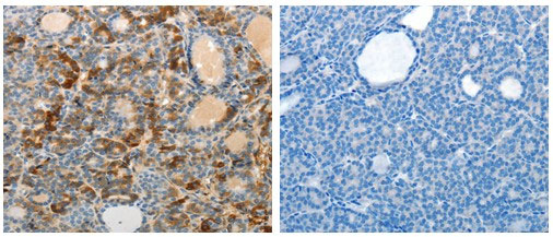 MAD2L1 Antibody