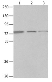 MAGED1 Antibody