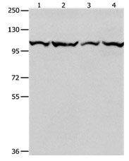 MCM3 Antibody