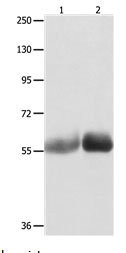 MUTYH Antibody