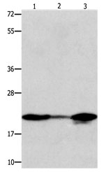 NME1 Antibody