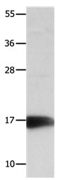 NME3 Antibody